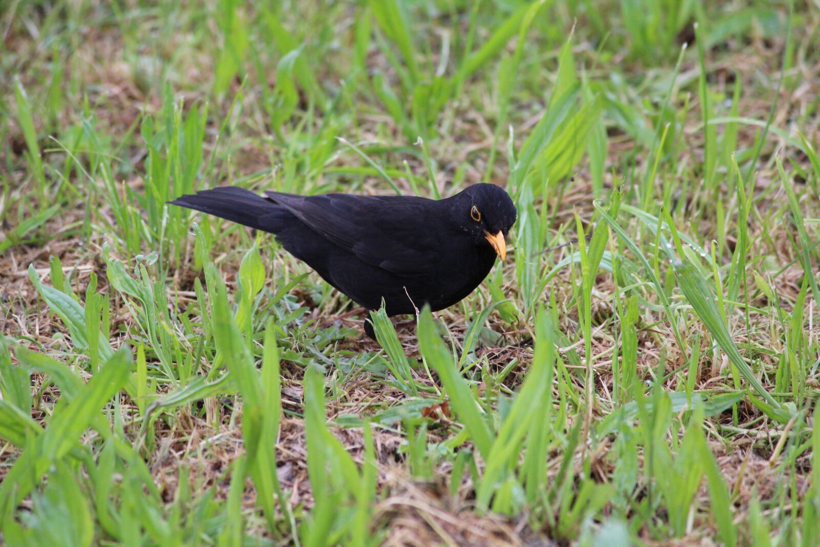 Canon EOS 1300D (EOS Rebel T6 / EOS Kiss X80) sample photo. Bird, black, toscana photography