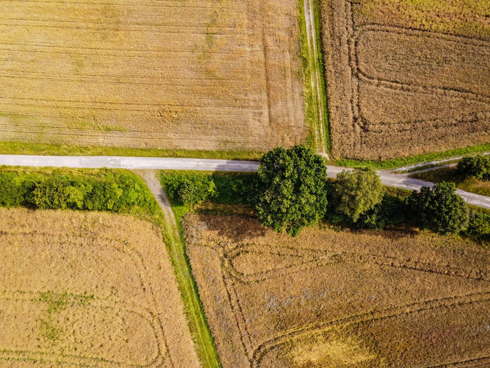 DJI FC7203 sample photo. Field, agriculture, nature photography