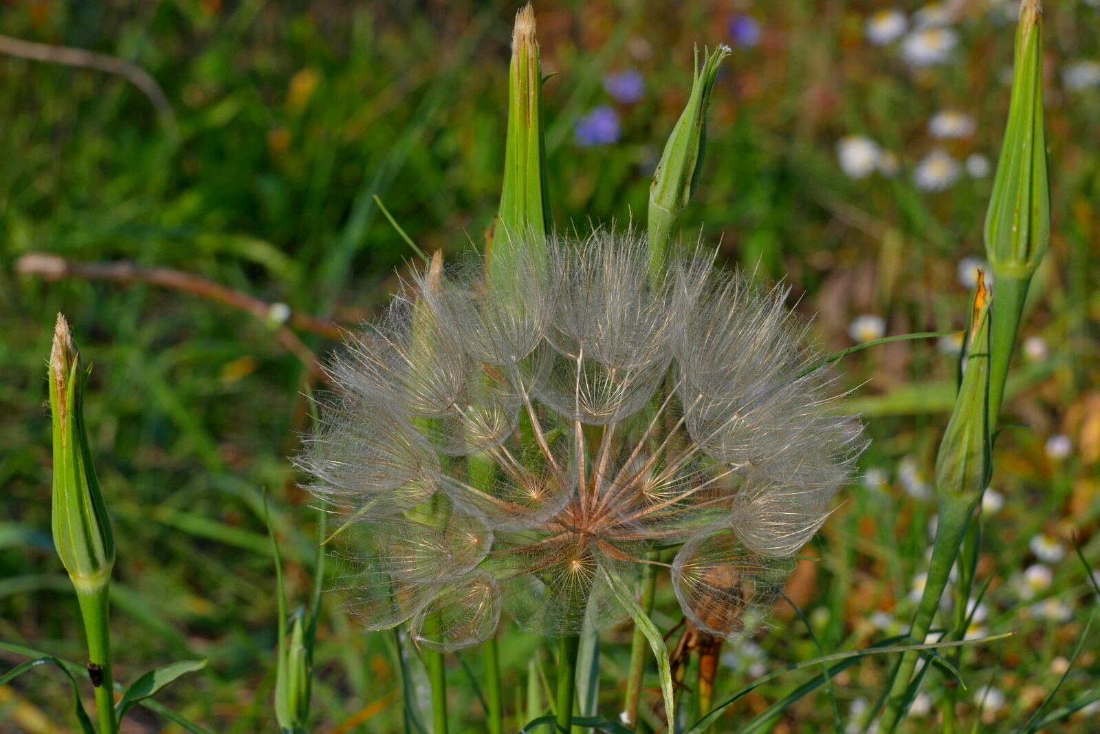Panasonic Lumix DMC-FZ1000 sample photo. Dandelion, autumn, nature photography