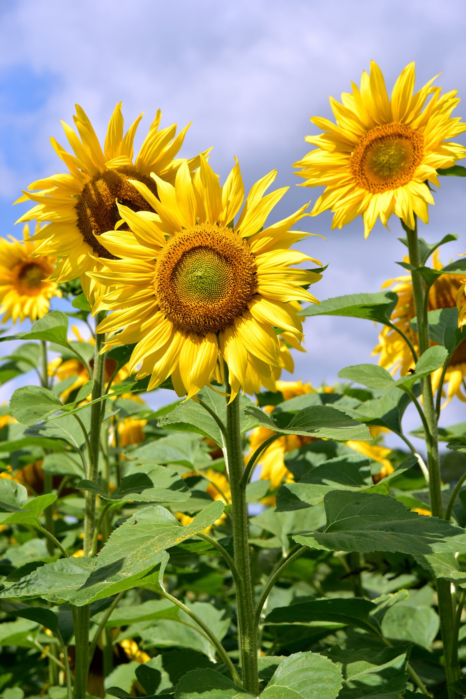 Nikon D750 sample photo. Sunflower, upright, sunflower field photography