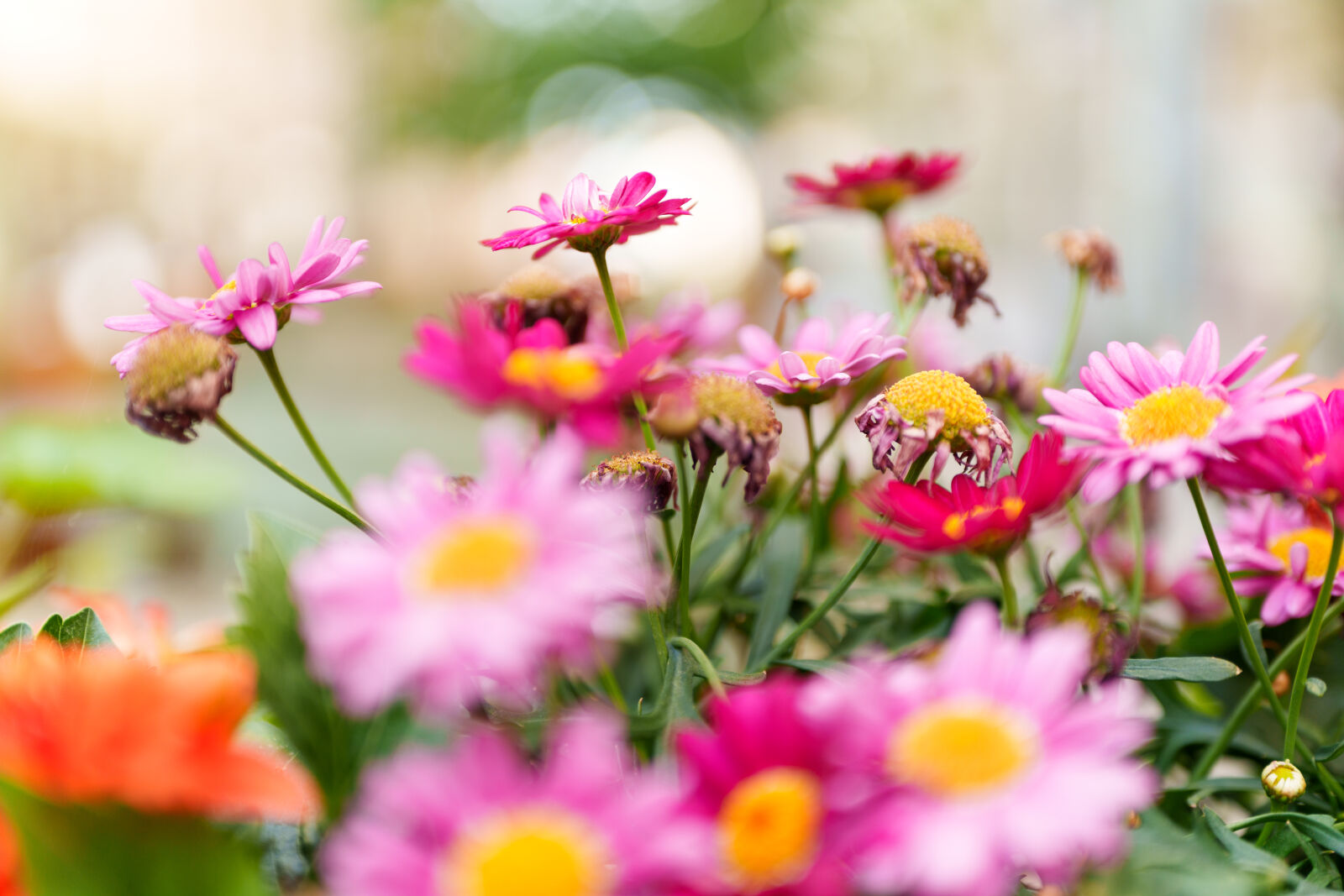 Sigma 28-45mm F1.8 DG DN Art sample photo. Flower bokeh photography