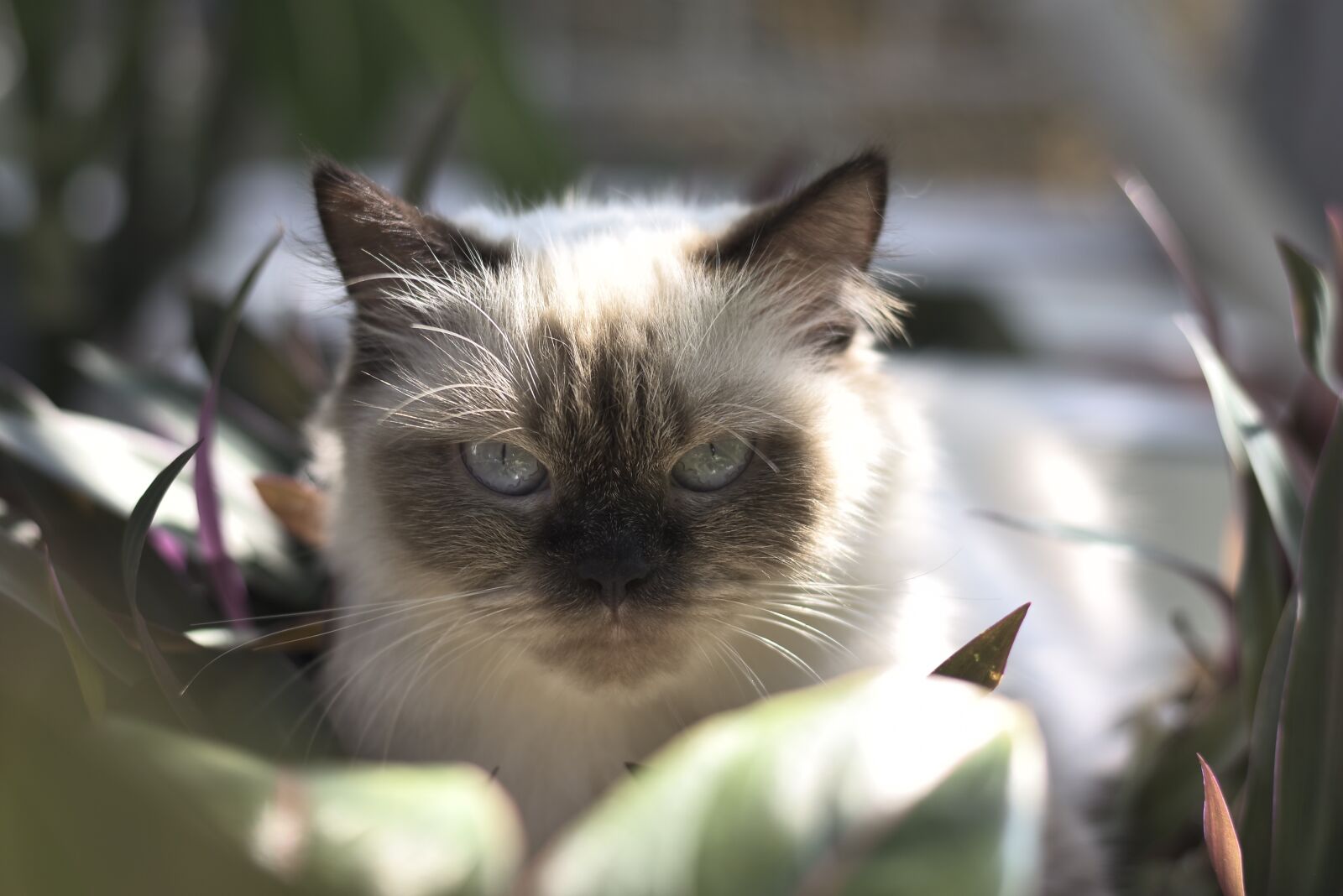 Nikon D7200 sample photo. Cat, angry, expression photography