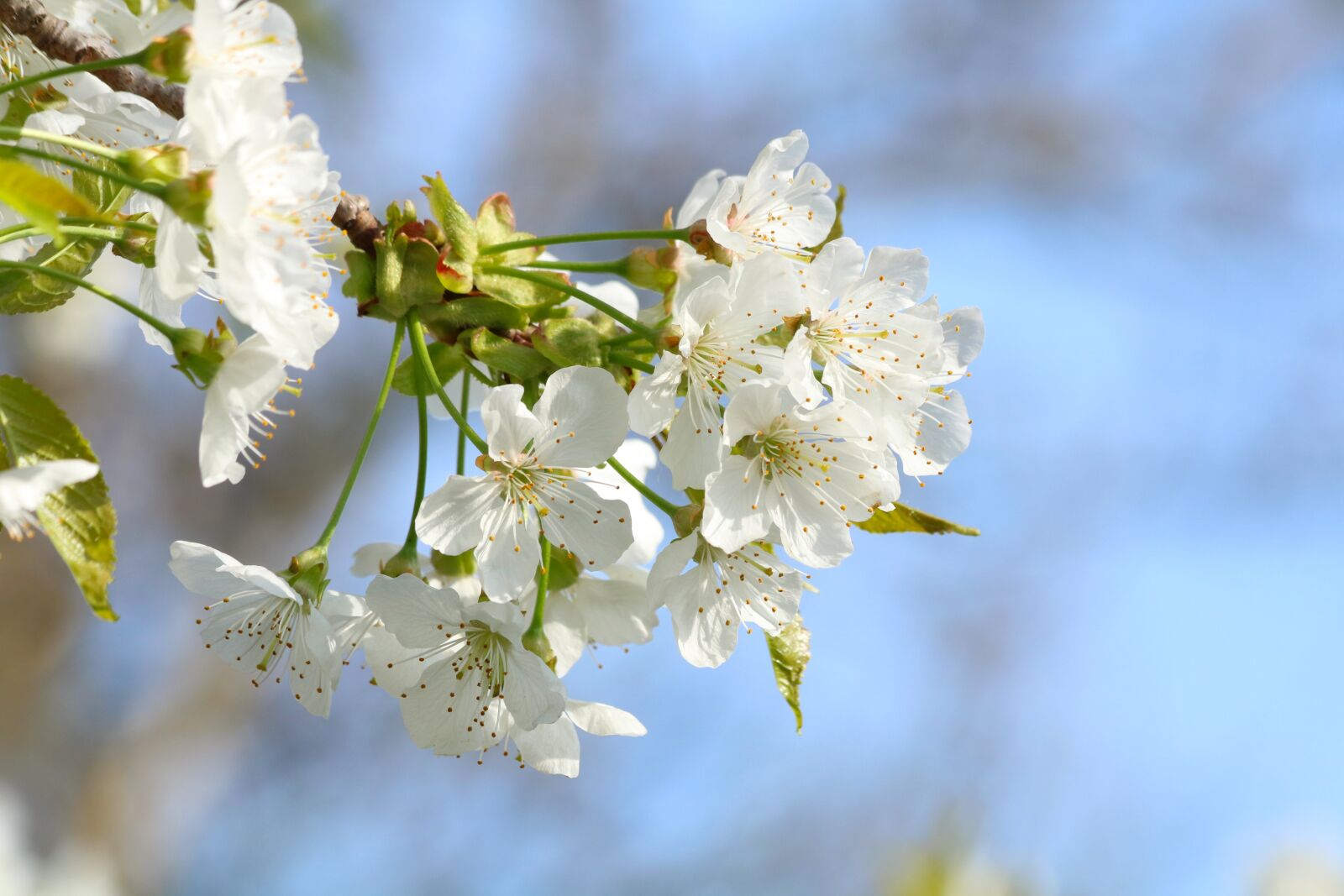 Canon EOS 750D (EOS Rebel T6i / EOS Kiss X8i) sample photo. Blossoming cherry, white flowers photography