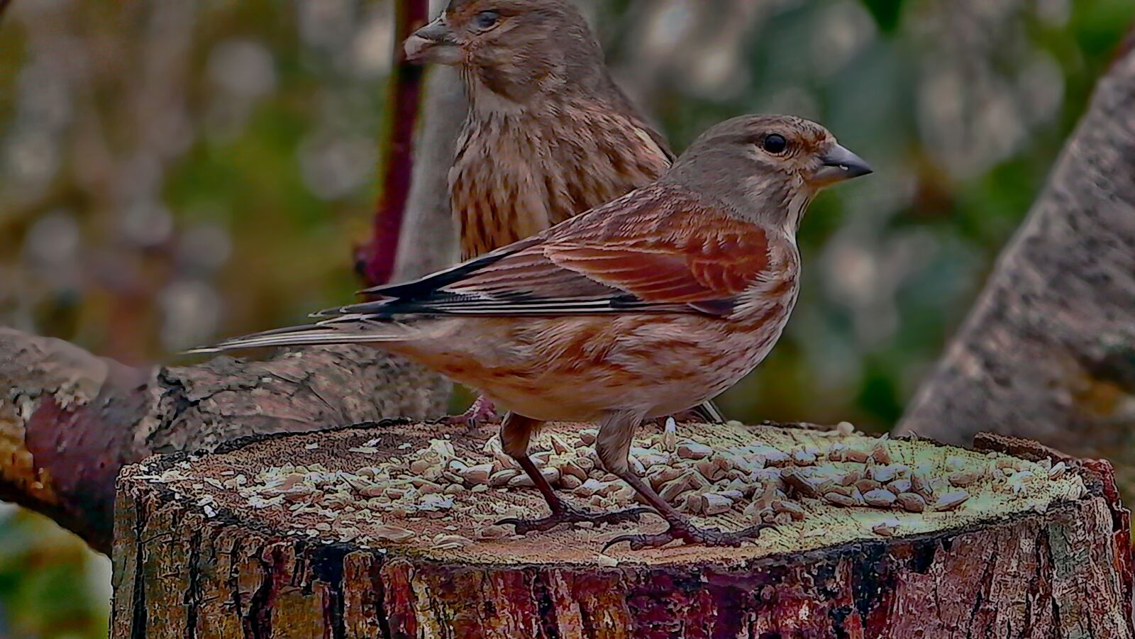 Panasonic Lumix DMC-FZ1000 sample photo. Reed, spevavý, little bird photography