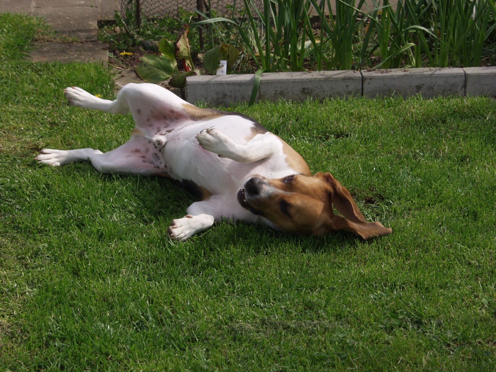 Olympus E-10 sample photo. Beagl, dog, pet photography