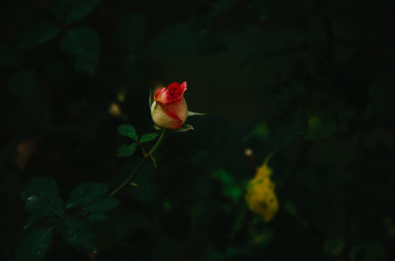 Nikon D7000 sample photo. Rose, flower, floral photography