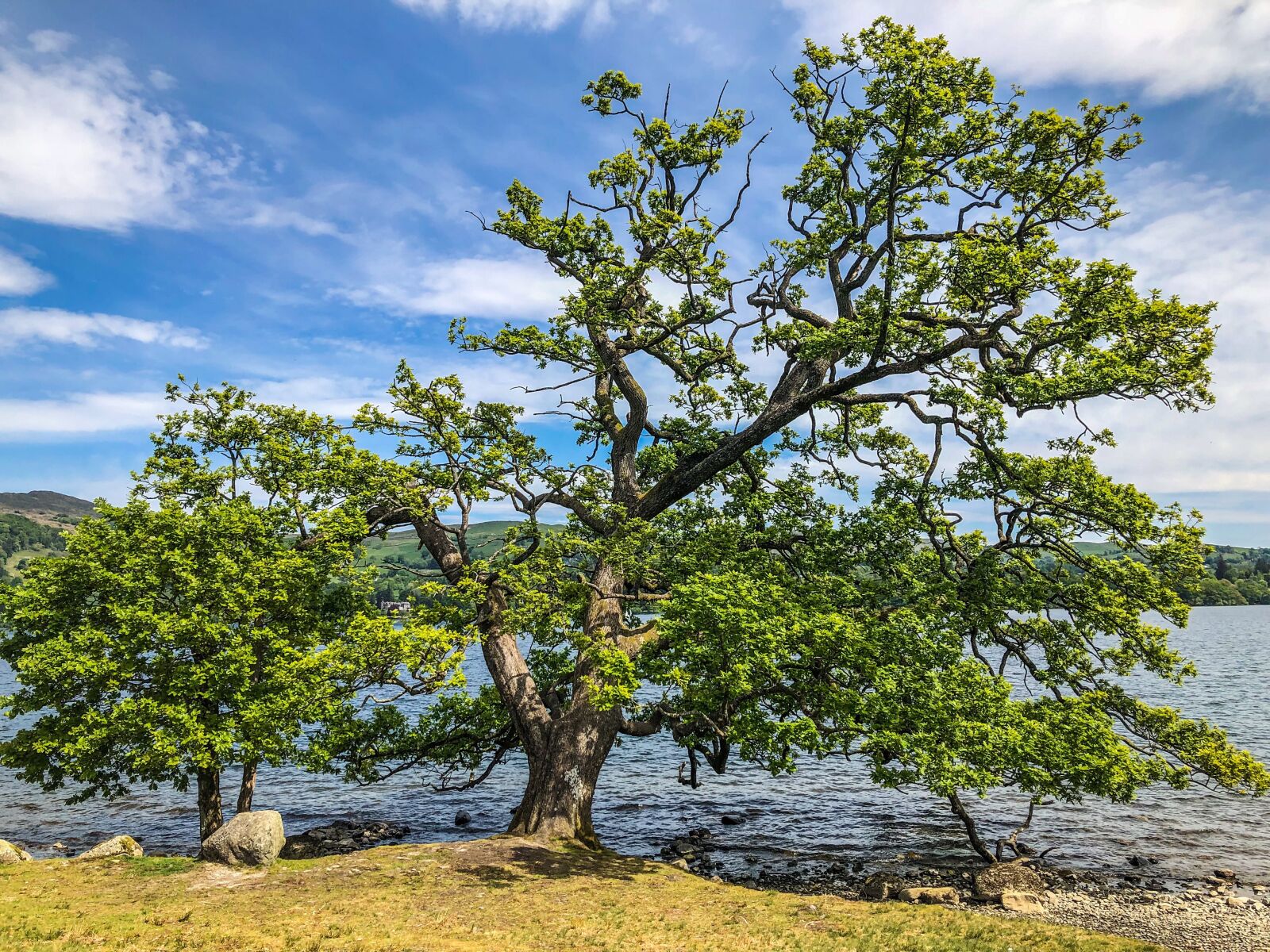 Apple iPhone 8 Plus sample photo. Tree, green, forest photography