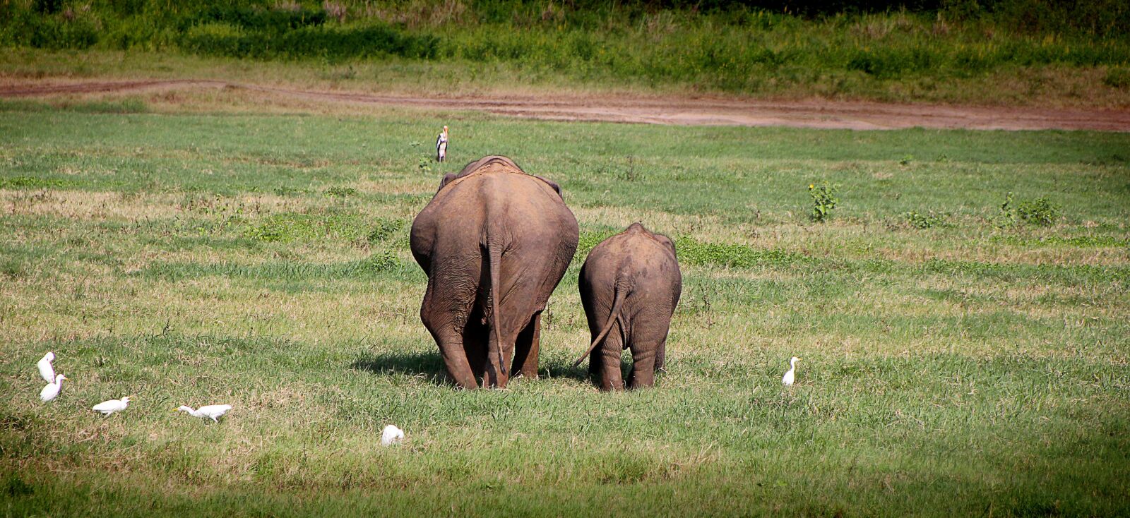Canon EOS 550D (EOS Rebel T2i / EOS Kiss X4) sample photo. Elephant, move, back photography