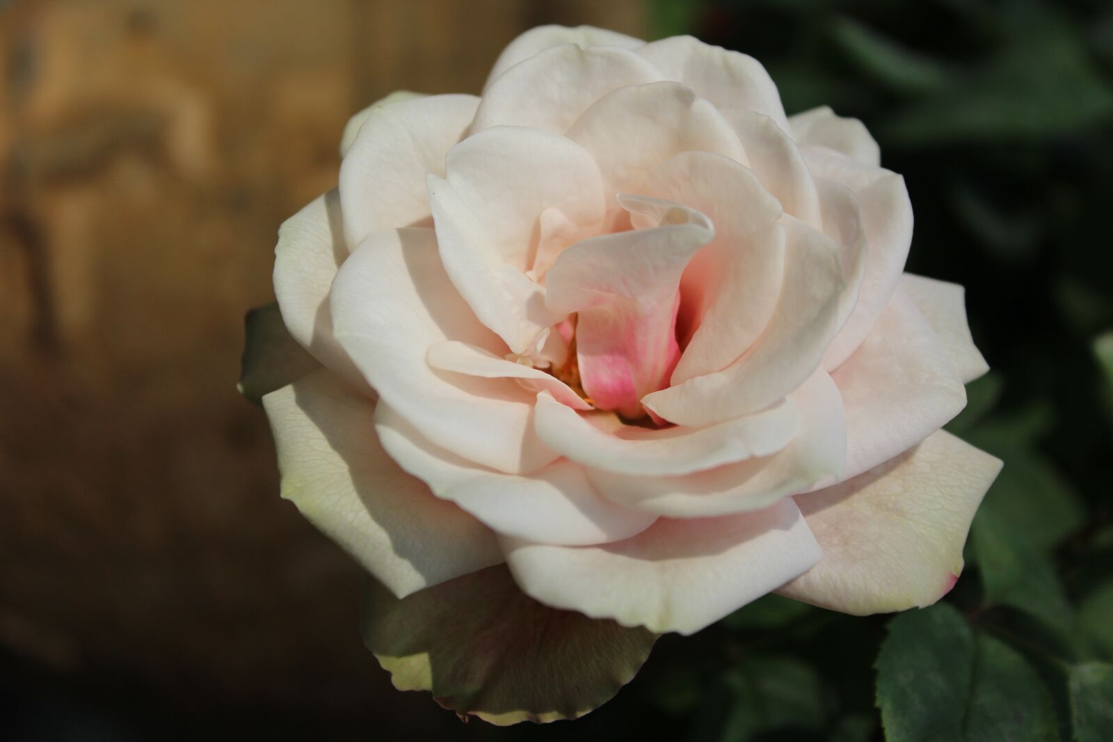 Canon EOS 600D (Rebel EOS T3i / EOS Kiss X5) sample photo. Rose, summer, plant photography
