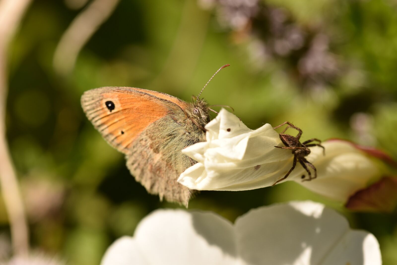 Nikon D5300 sample photo. Butterfly, flower, spider photography