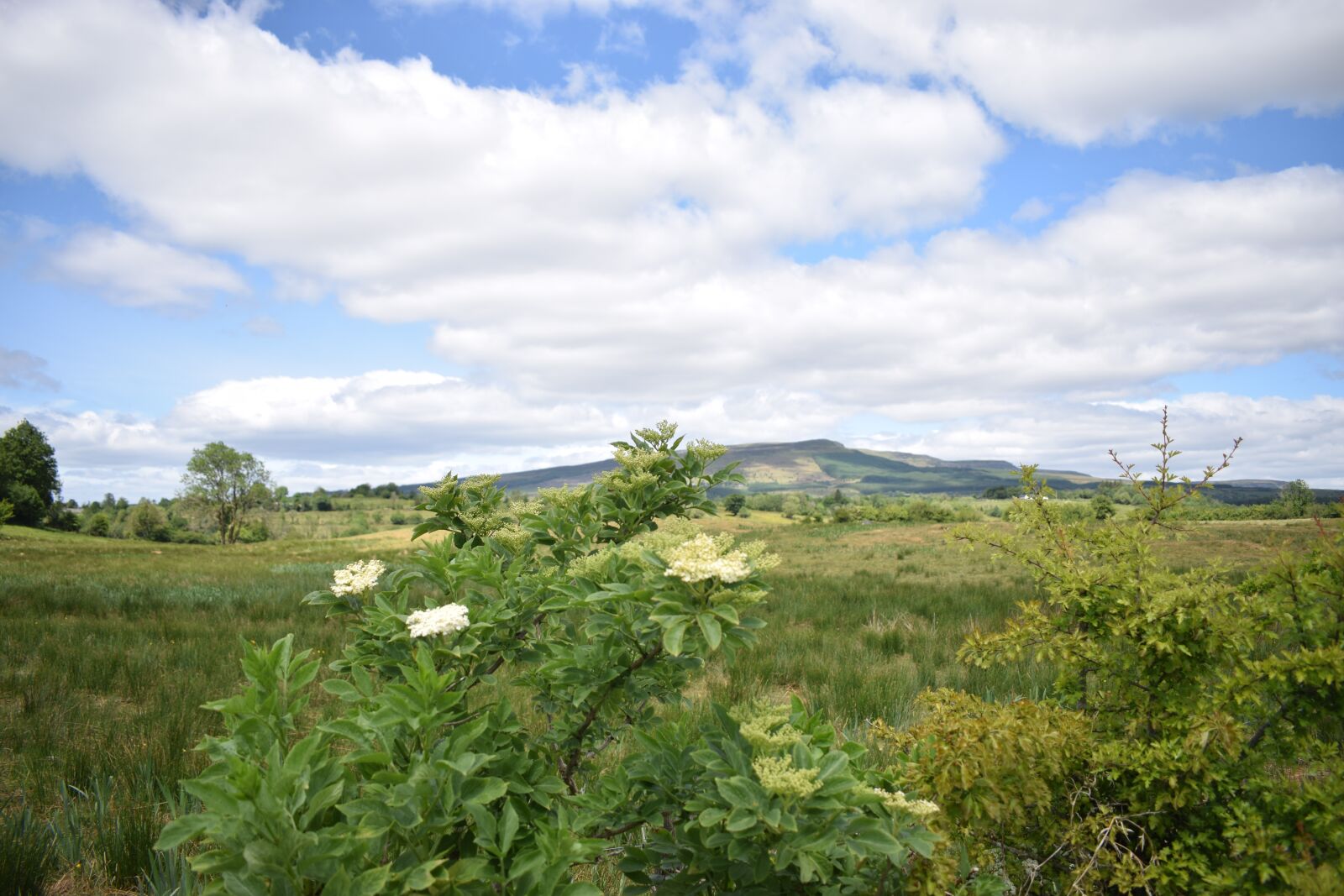 Nikon D3300 sample photo. Wildflowers, field, clouds photography