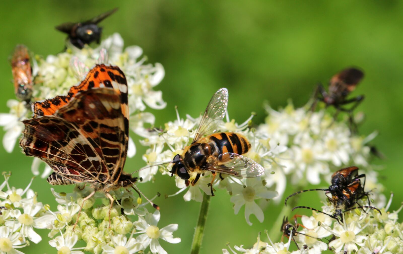 Canon EOS 650D (EOS Rebel T4i / EOS Kiss X6i) sample photo. Wasp, house feldwespe, polistes photography