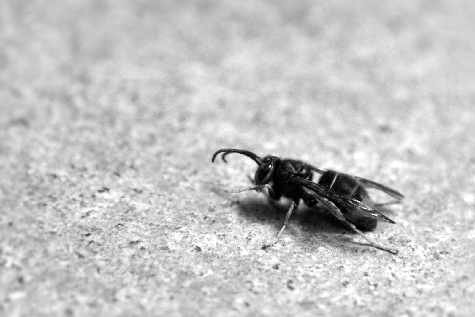 Nikon D800 sample photo. Wasp, winter, insects photography
