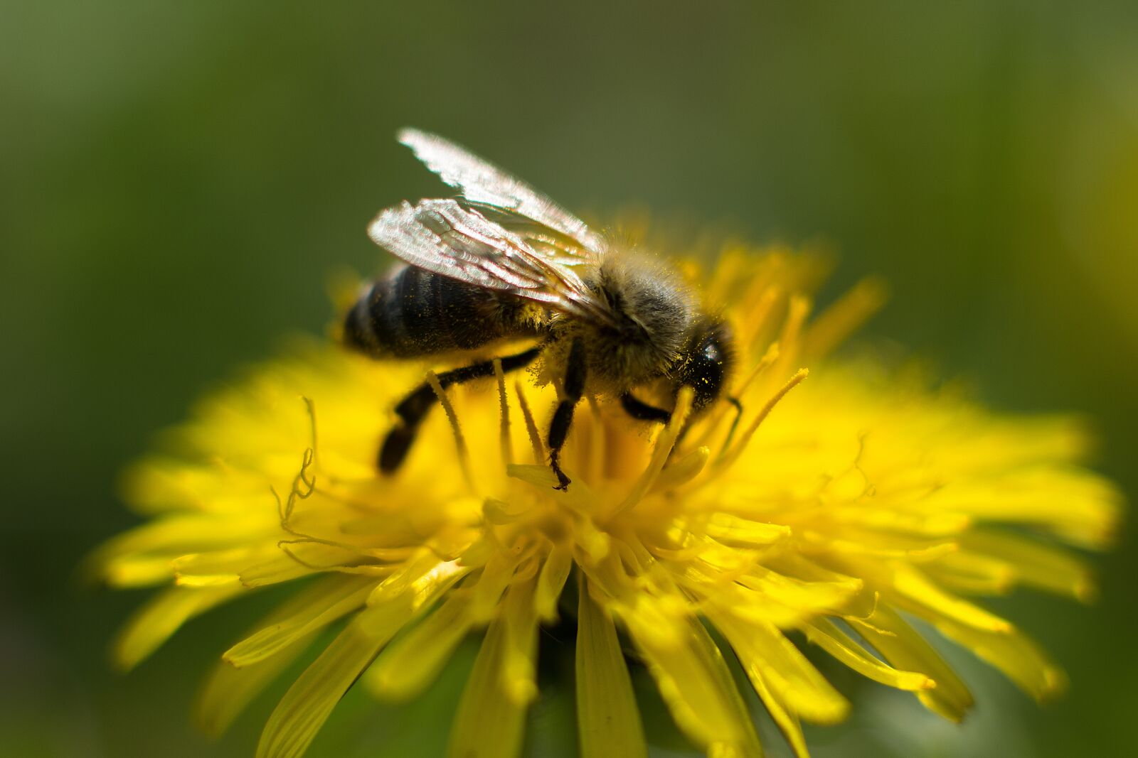 Nikon D7200 sample photo. Bee, dandelion, flower photography