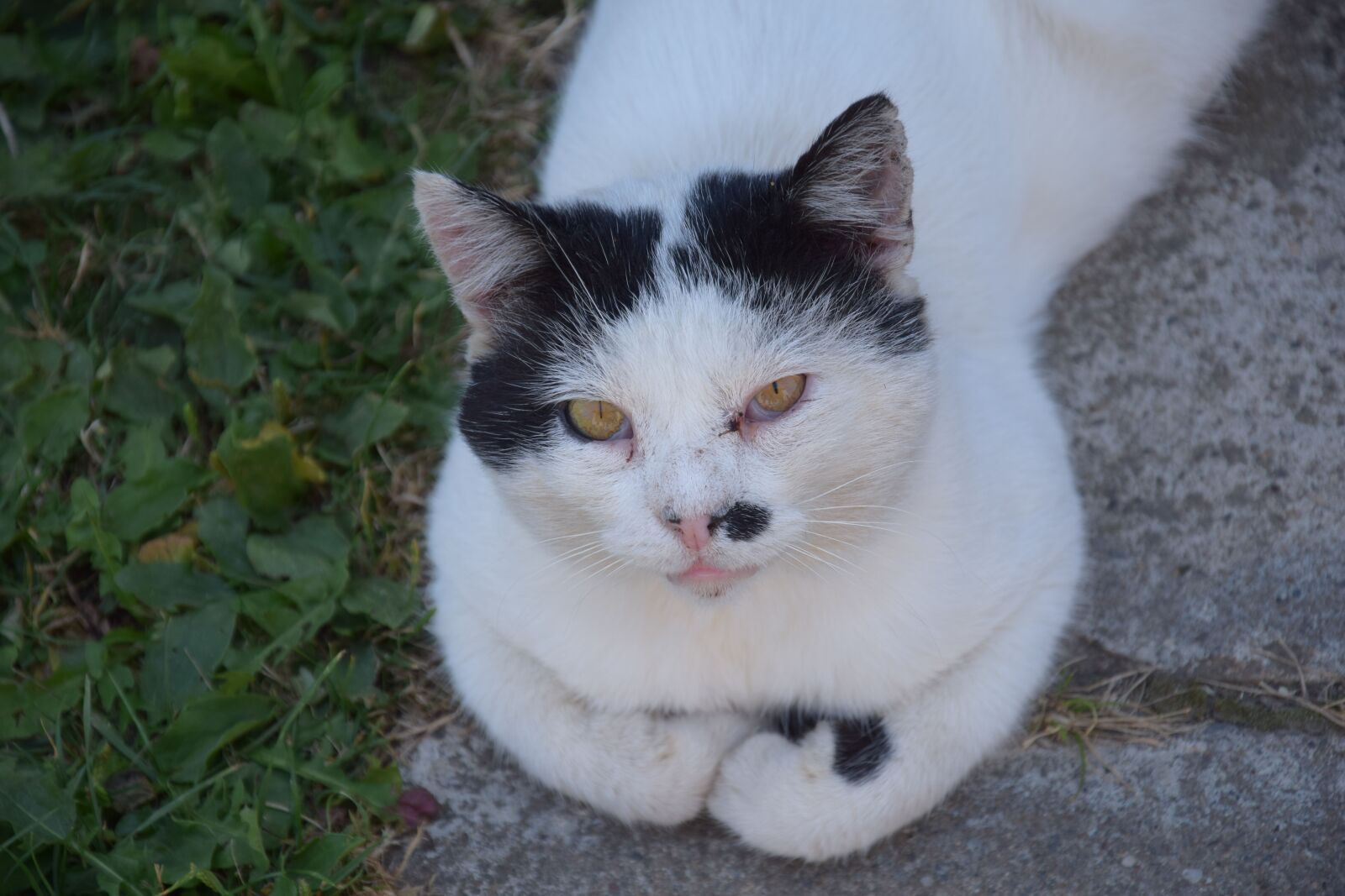 Nikon D3300 sample photo. Cat, animal, white photography