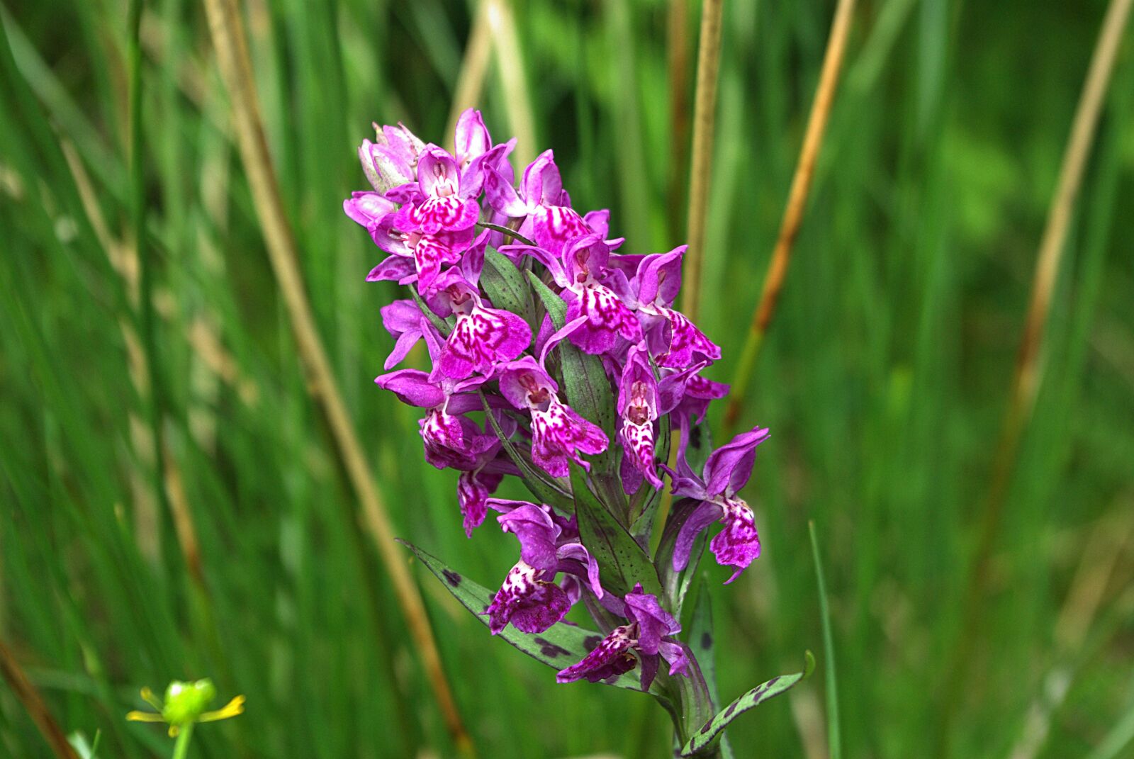 Samsung GX-10 sample photo. Orchid, plant, pink photography