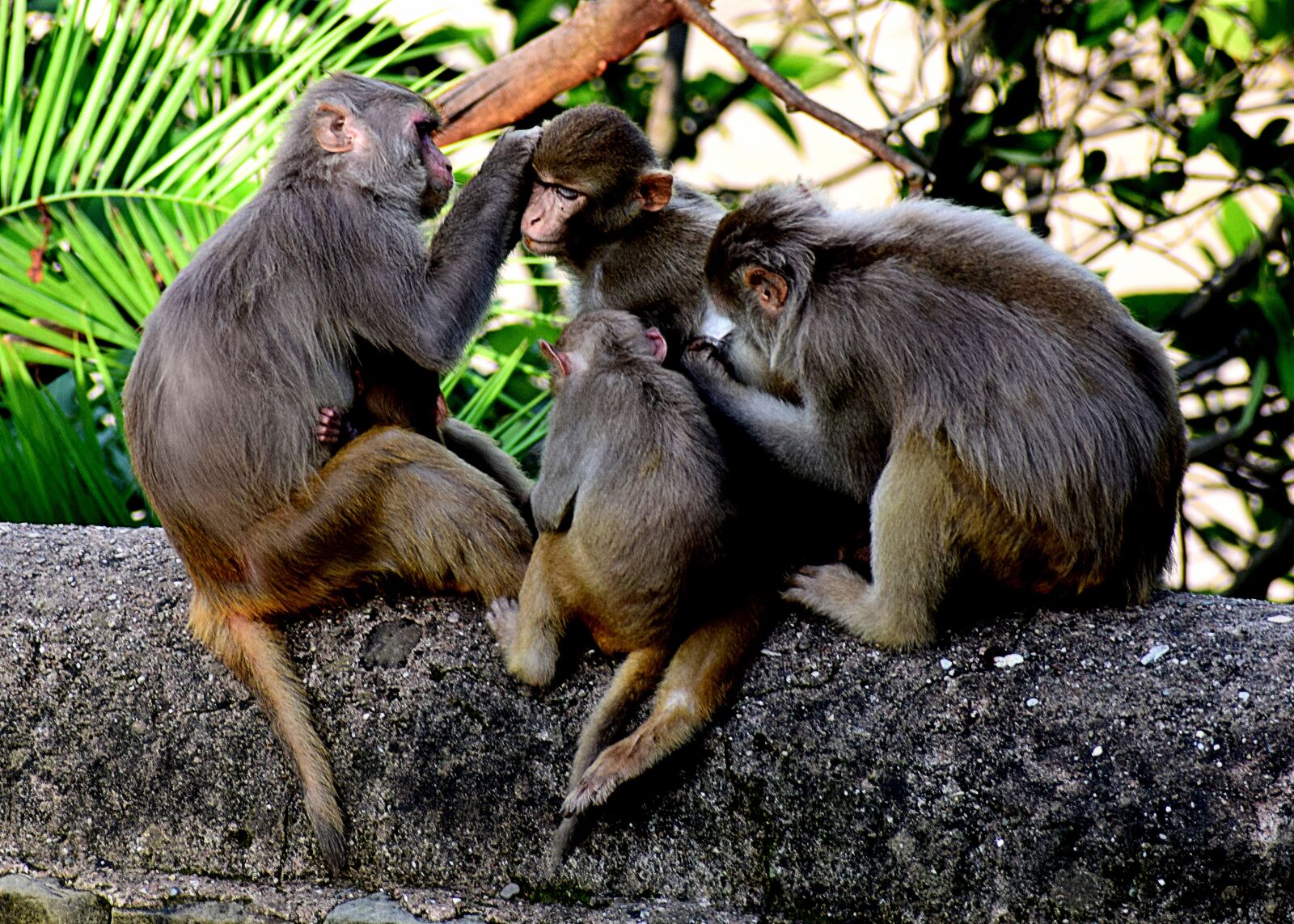 Nikon D3300 sample photo. Monkeys, animals, nature photography