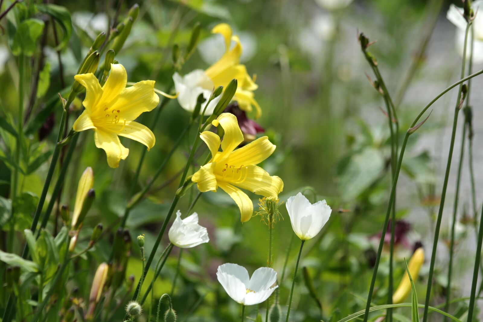 Canon EOS 650D (EOS Rebel T4i / EOS Kiss X6i) sample photo. Saranki, yellow flowers, flowers photography