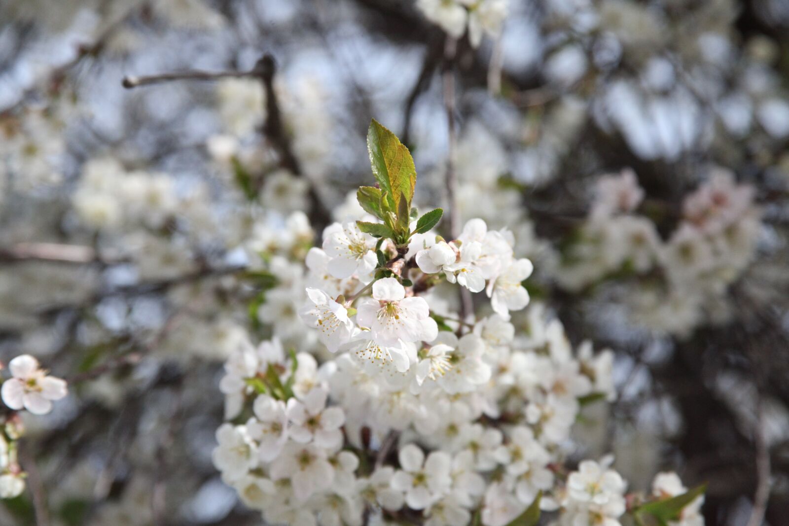 Canon EOS 5D Mark II sample photo. Spring, flowers, tree photography