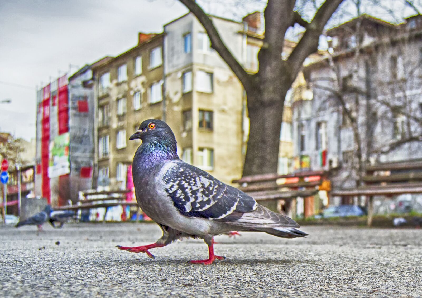 Nikon D5100 sample photo. Pigeon strut, park, park photography