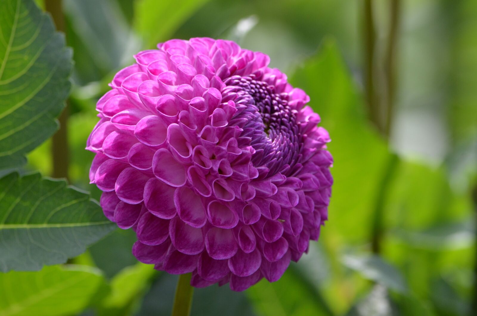 Nikon D7000 sample photo. Flower, purple, nature photography