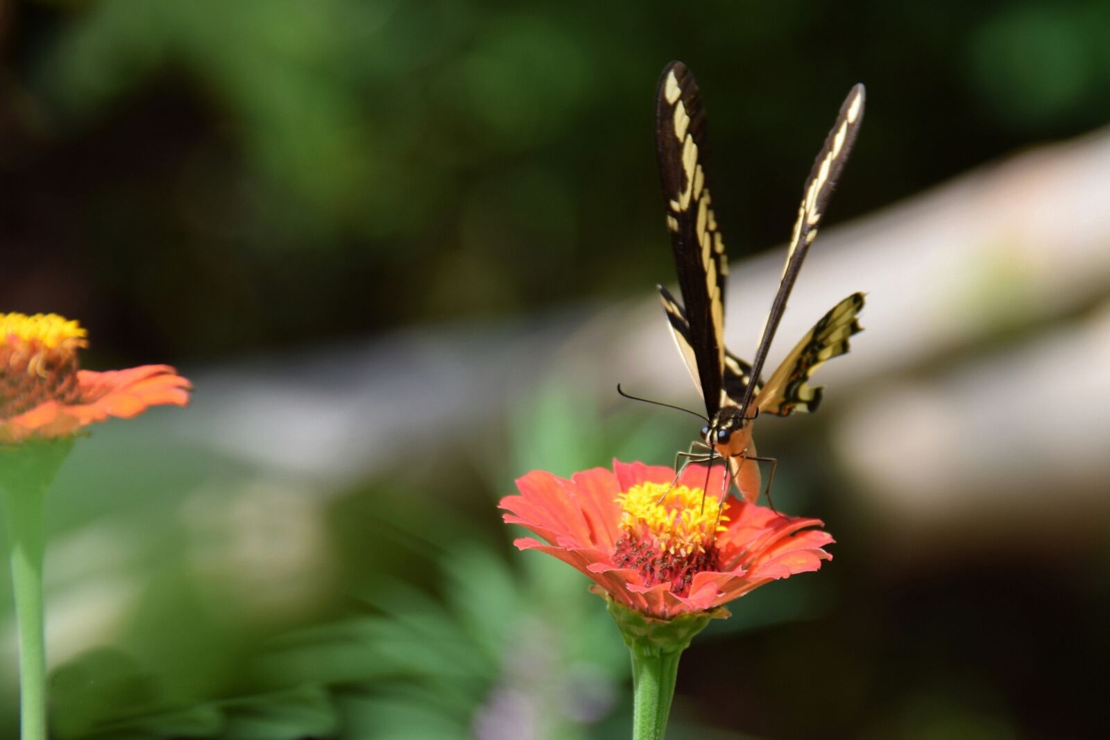 Nikon D5300 sample photo. Butterfly, flower, macro photography