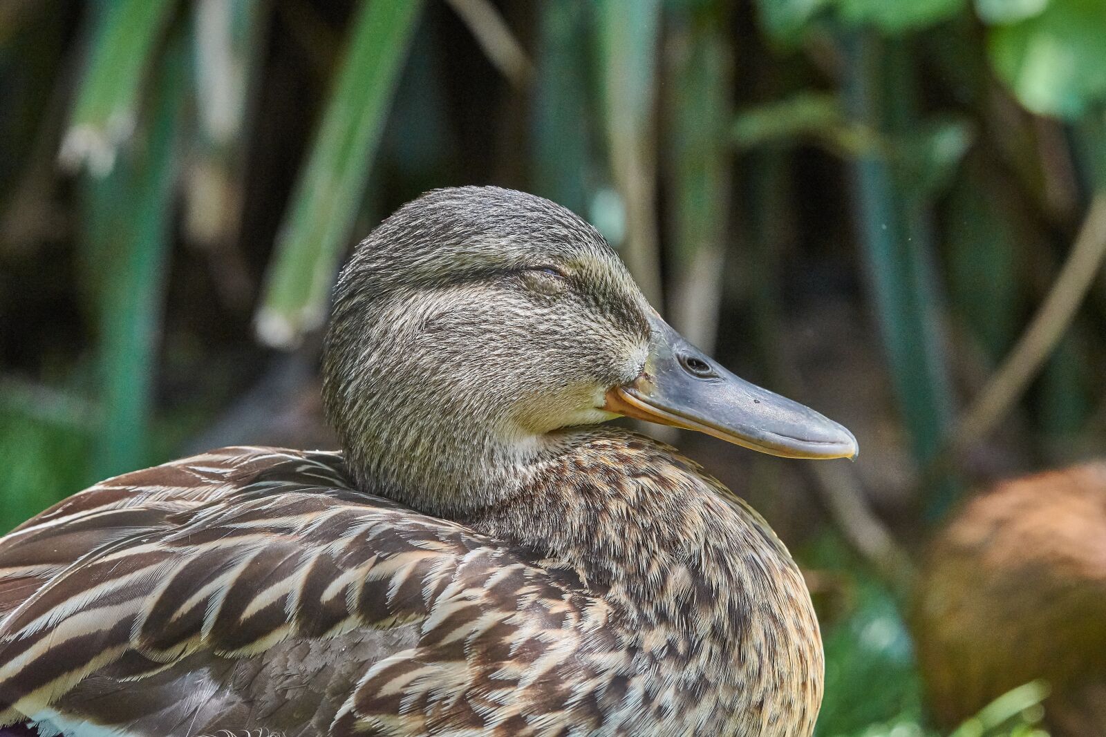 Nikon AF-S Nikkor 200-500mm F5.6E ED VR sample photo. Duck, female, water bird photography