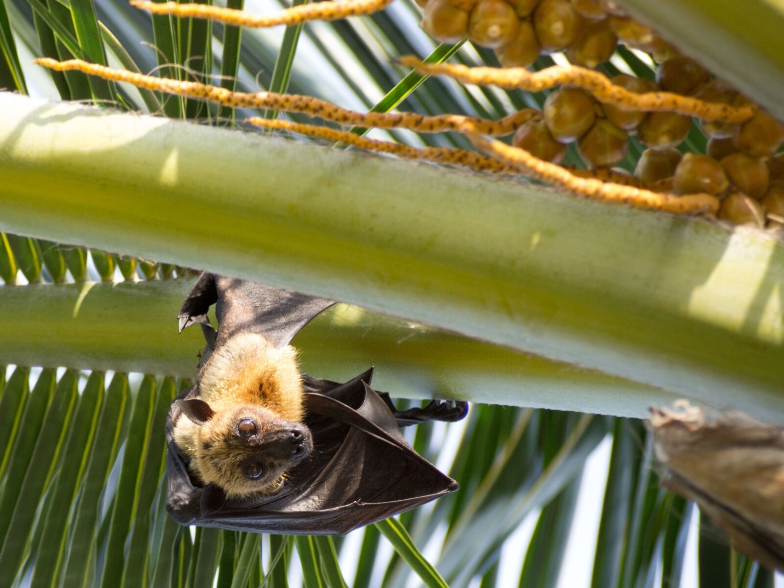 Olympus PEN E-PL2 sample photo. Bat, animal, palm photography