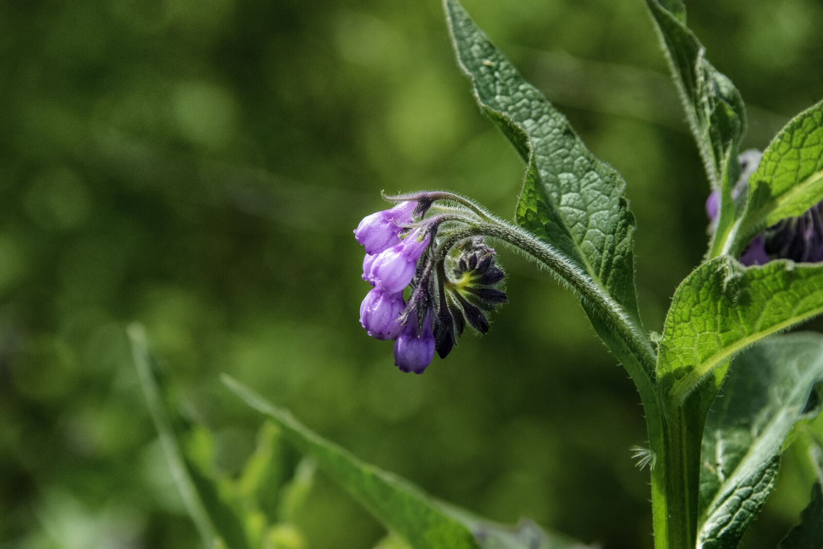 Nikon D800 sample photo. Wildflower, purple flowers, blossoming photography