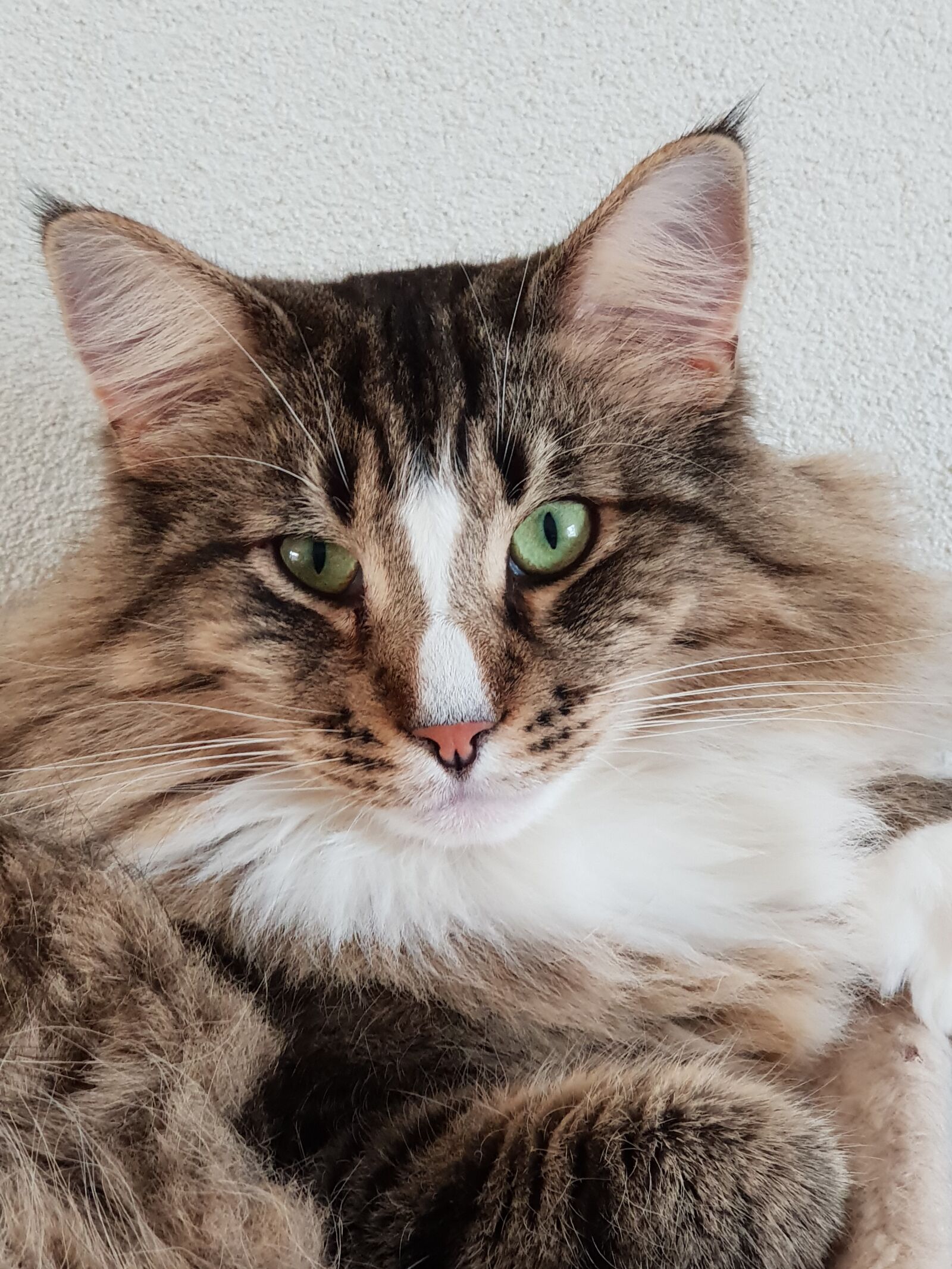 Samsung Galaxy S9+ sample photo. Animal, cat, view photography