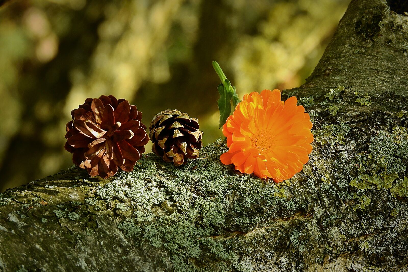 Nikon Coolpix P900 sample photo. Composition, cones, flower photography