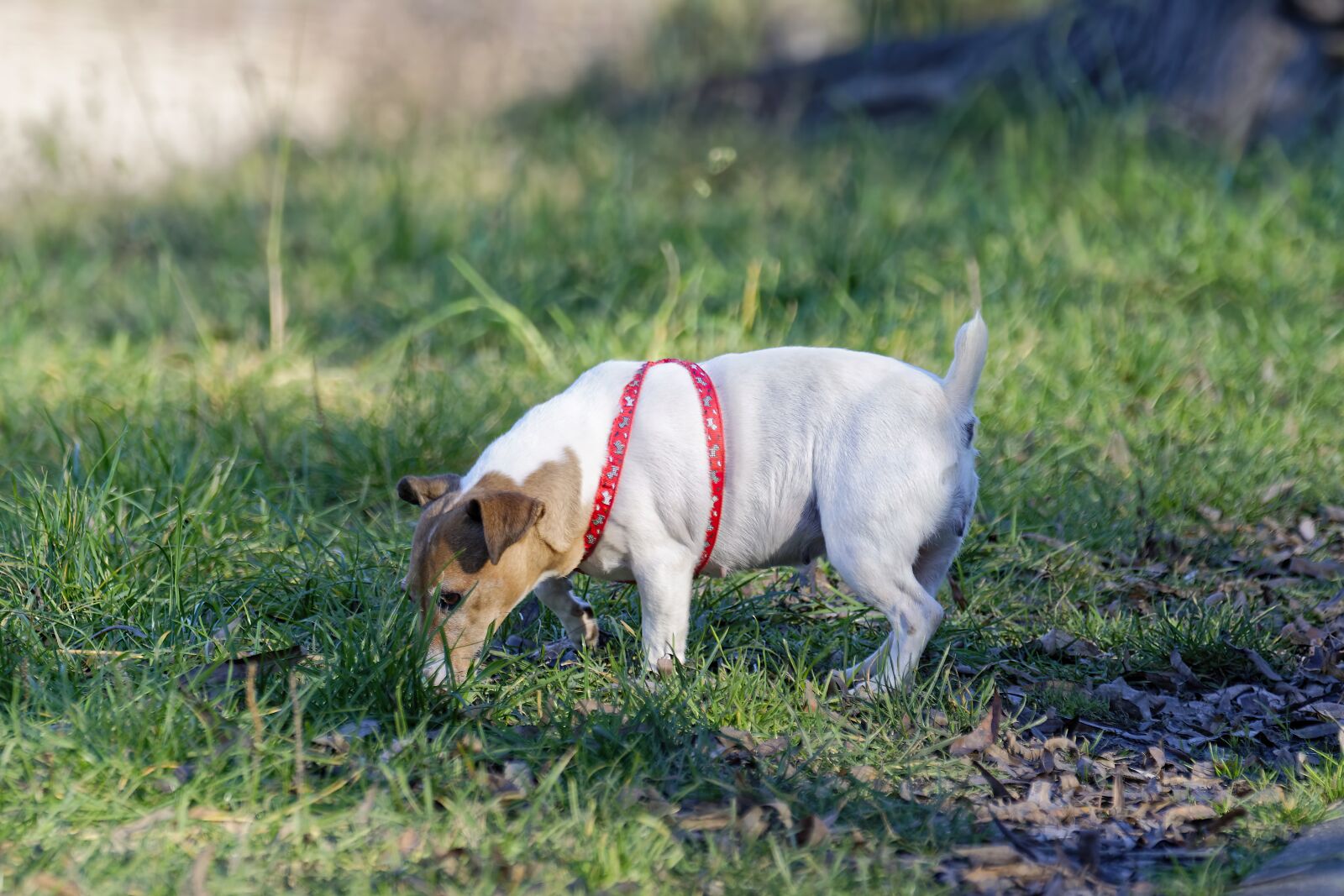 Nikon D5300 sample photo. Dog, pet, canine photography