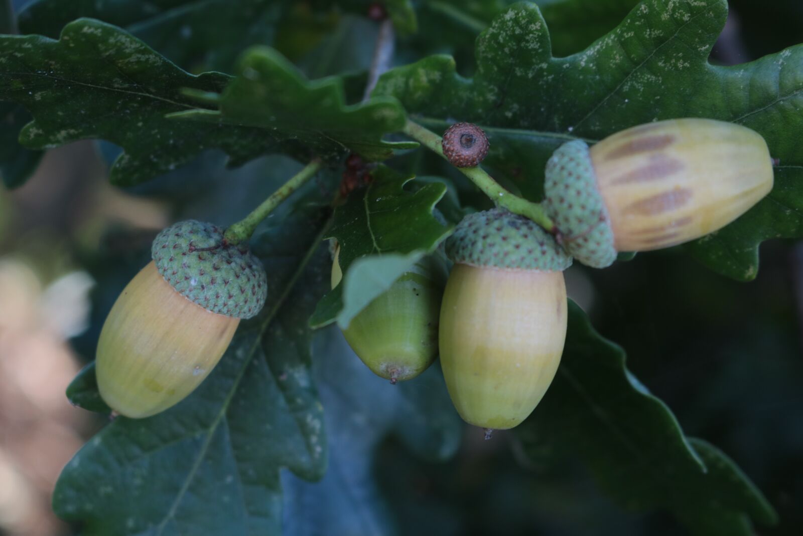 Canon EOS 750D (EOS Rebel T6i / EOS Kiss X8i) sample photo. Acorn, green, nature photography