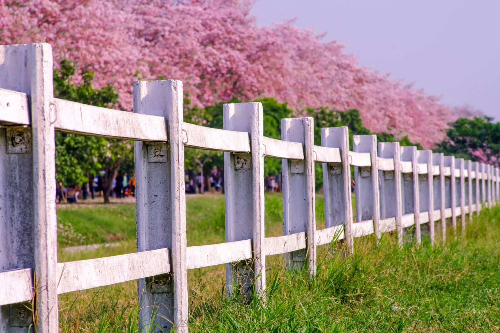 Fujifilm X-A1 sample photo. Purple, fence, nature photography