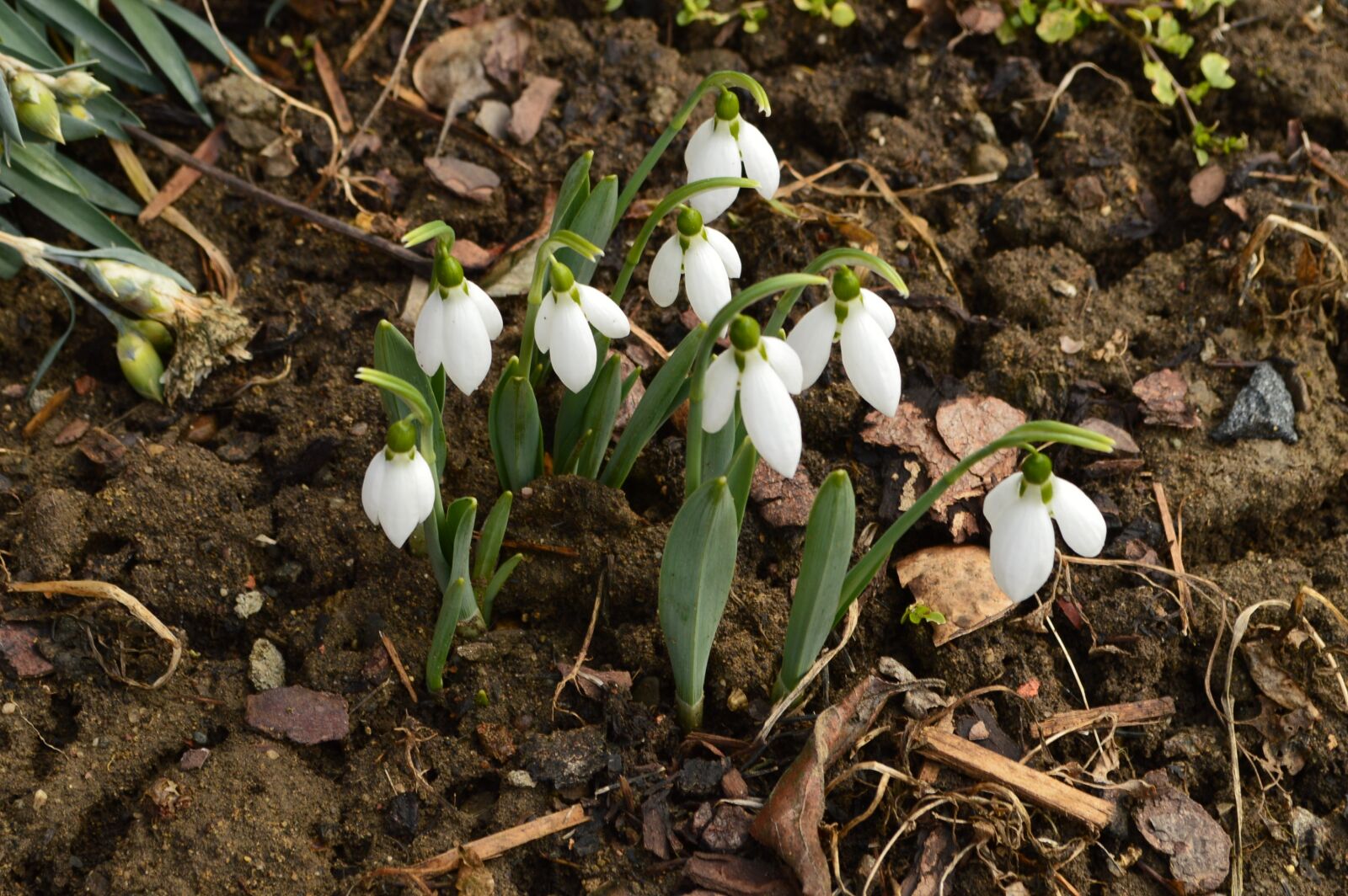 Nikon D3200 sample photo. Snowdrop, flowers, spring photography