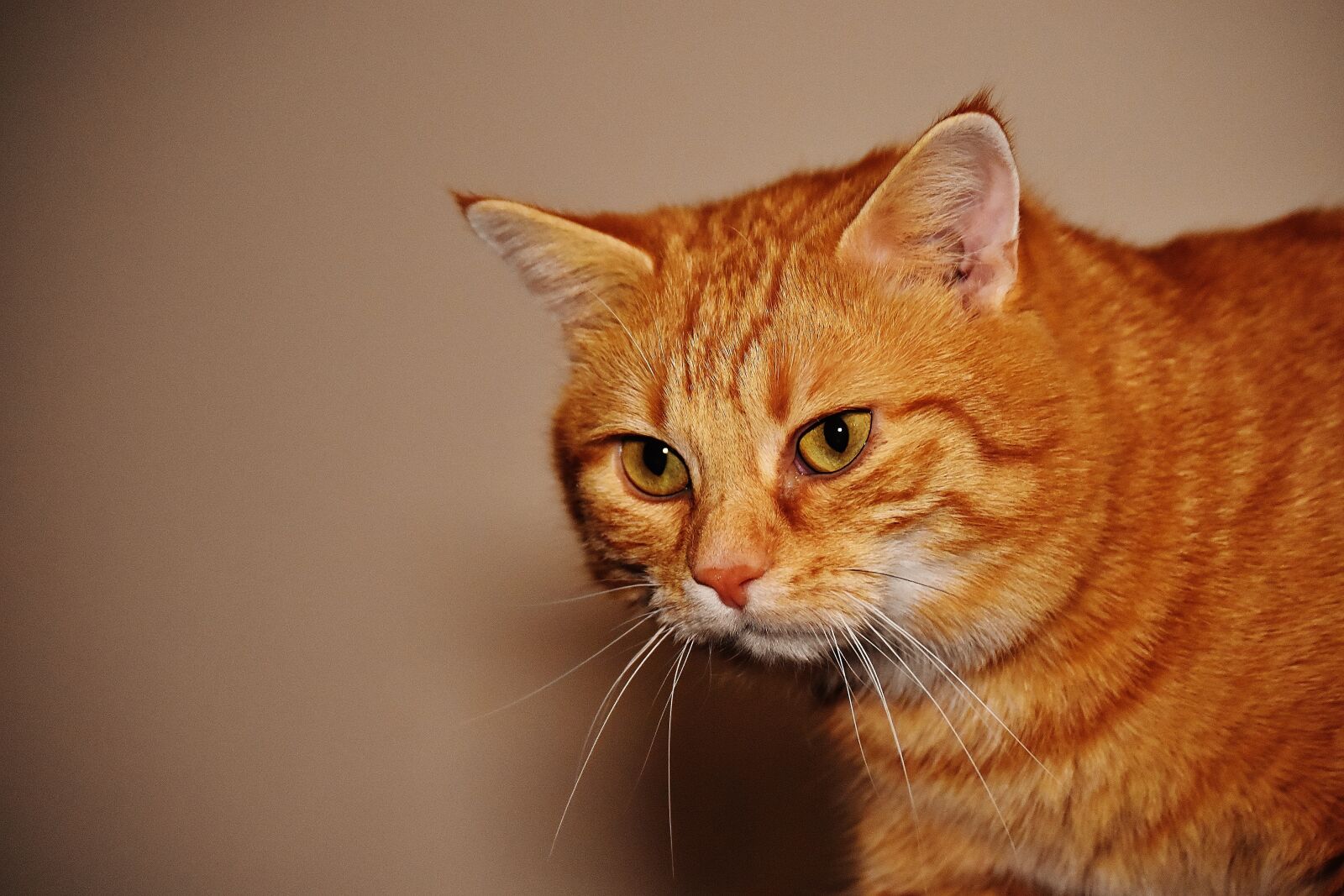 Nikon D7200 sample photo. Cat, red, funny photography
