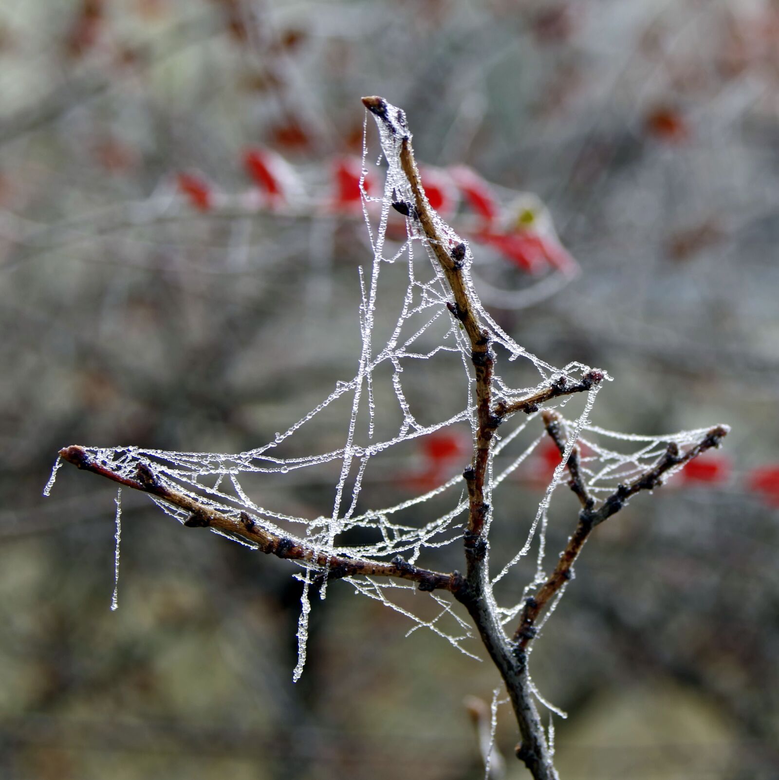 Pentax K-S2 sample photo. Spruce, cobweb, ice photography