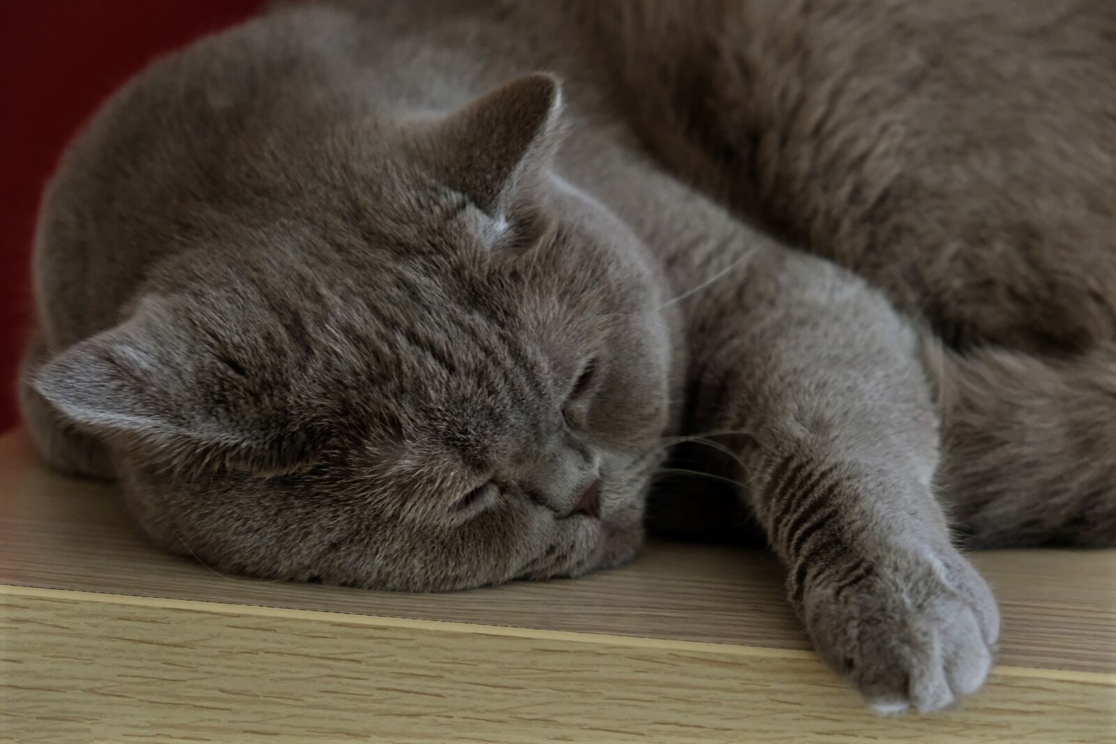 Fujifilm X-T20 sample photo. Cat, animals, tiger photography