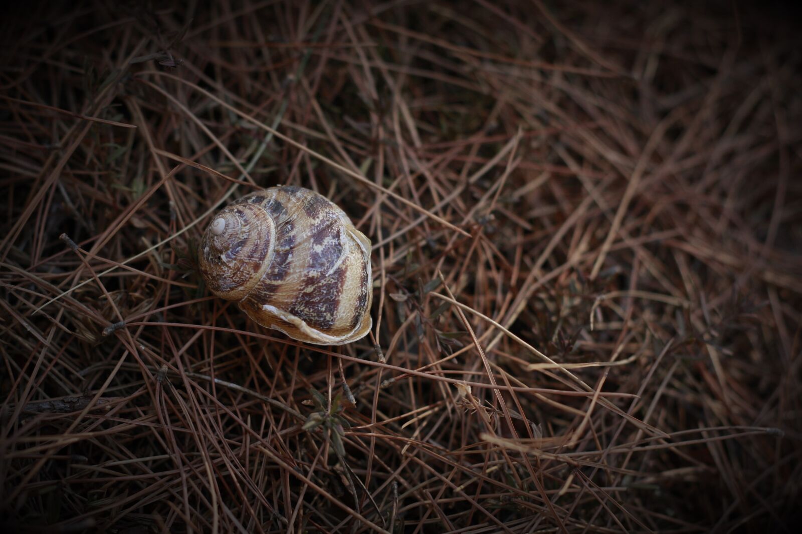 Canon EOS 40D sample photo. Snail, house, shell photography