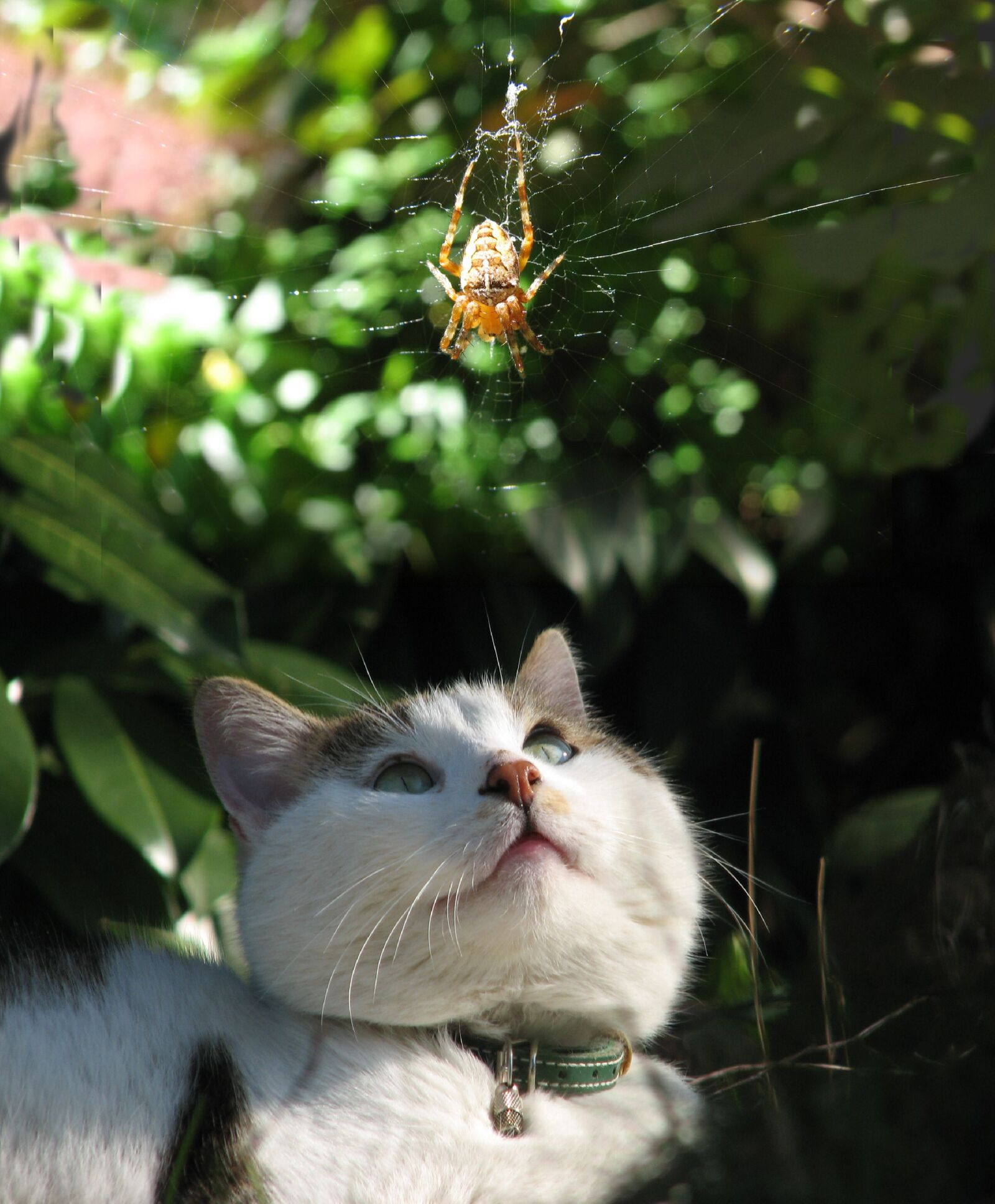Canon PowerShot SX50 HS sample photo. Nature, animals, cat photography