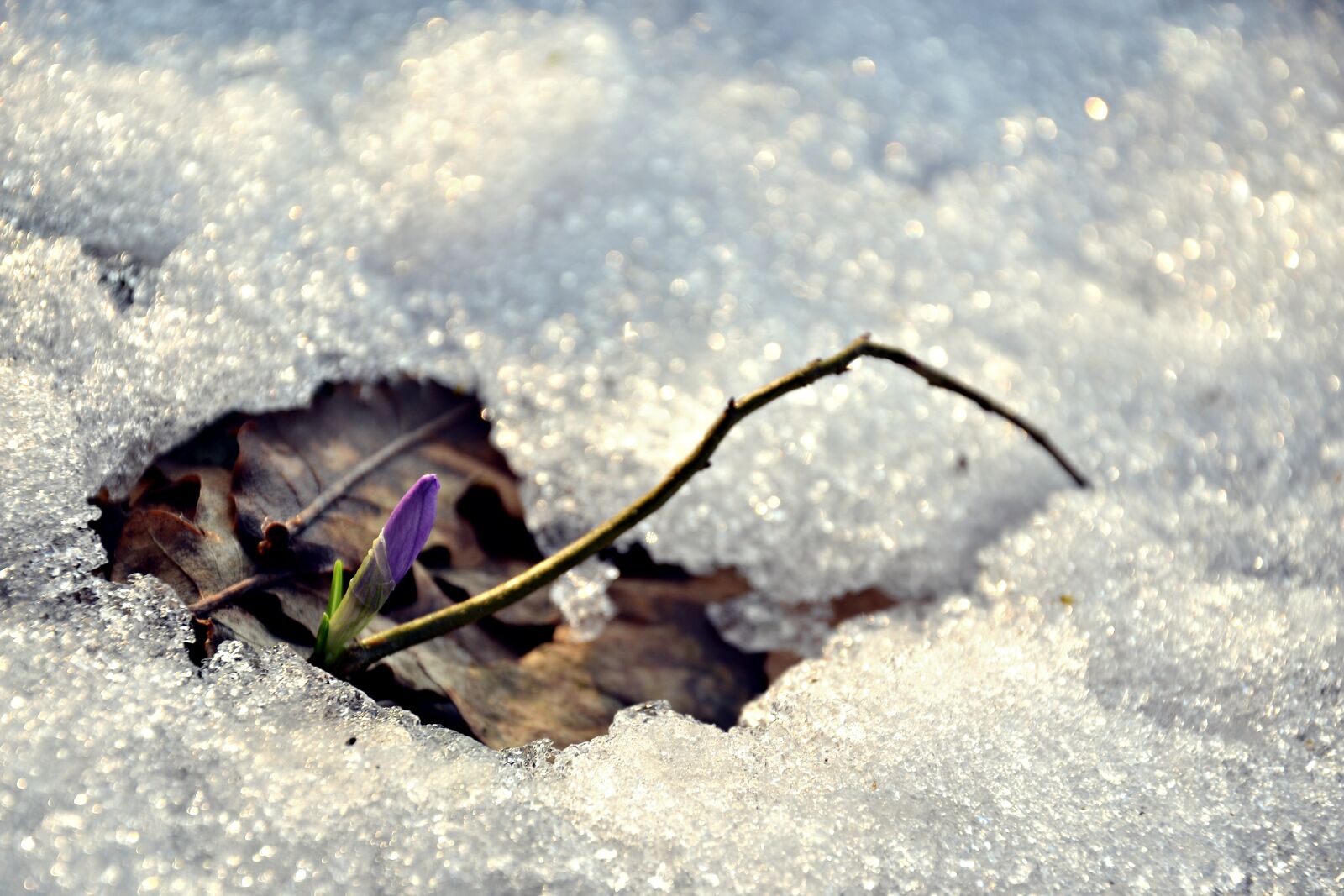 Nikon D3100 sample photo. Spring, seasons, flowers photography