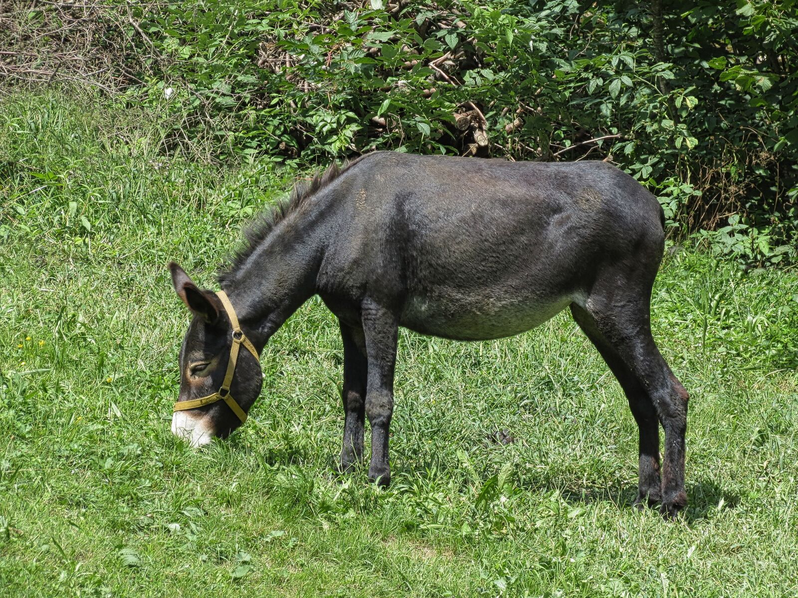 Canon PowerShot SX40 HS sample photo. Browse, prato, donkey photography