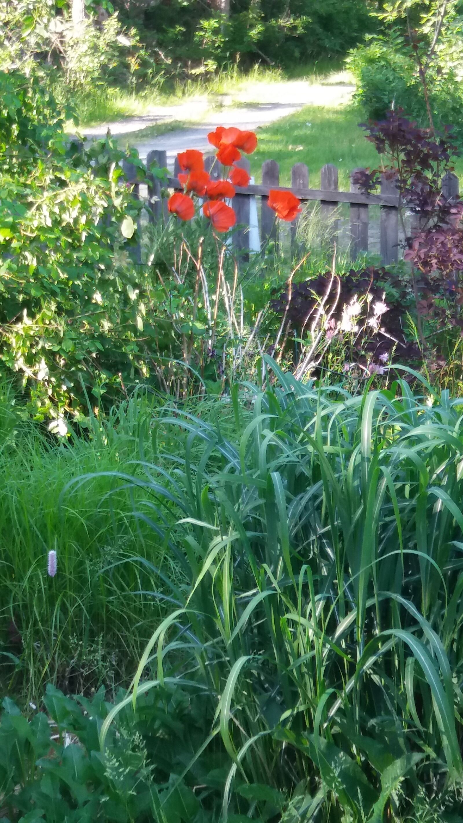 Samsung Galaxy J5 sample photo. Garden, discount, june photography