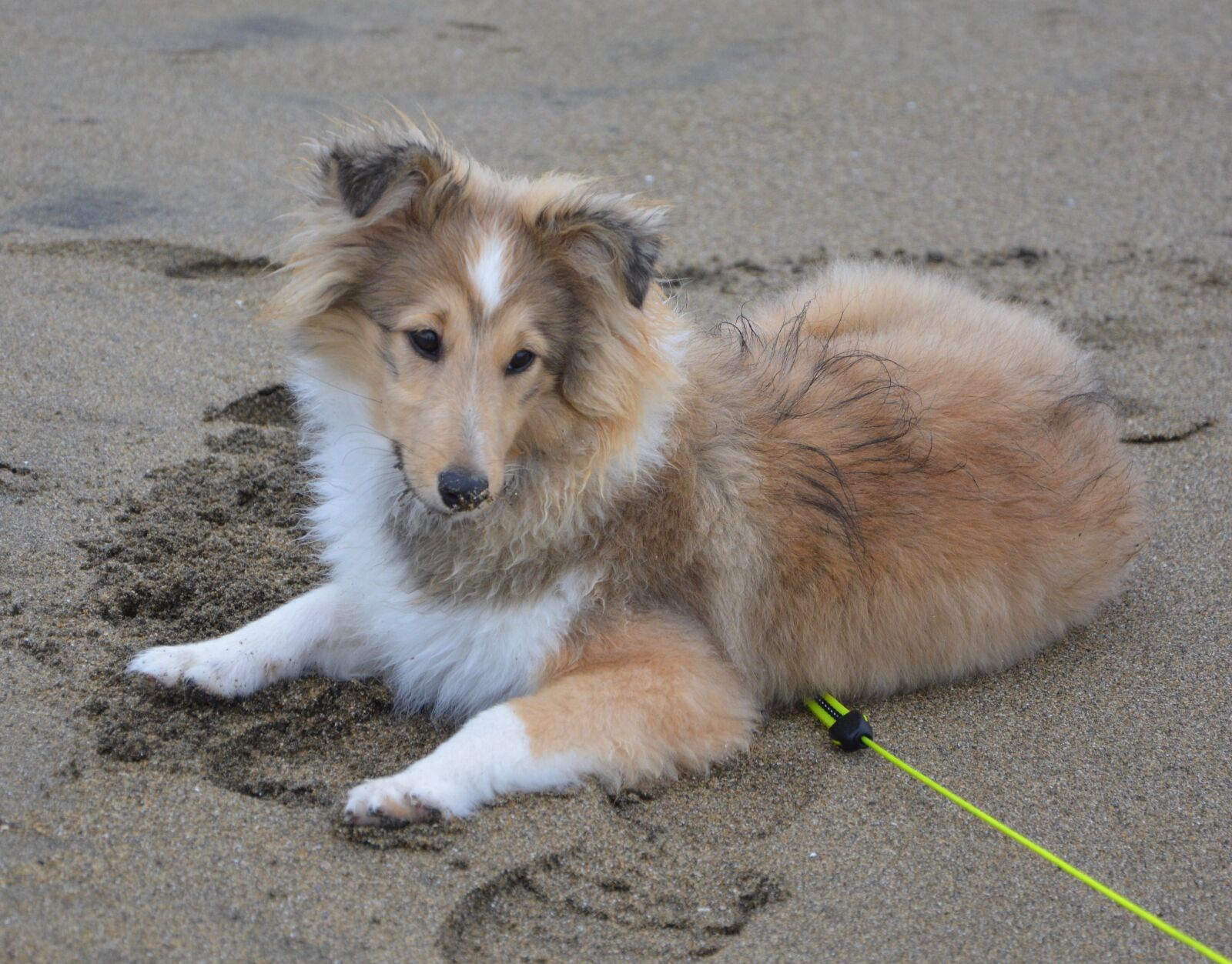 Nikon D5200 sample photo. Dog, bitch, shetland sheepdog photography