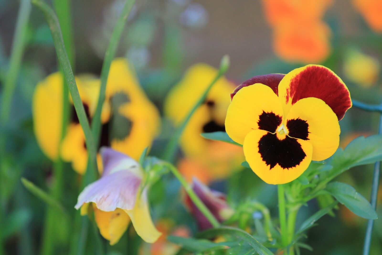 Canon EOS 550D (EOS Rebel T2i / EOS Kiss X4) sample photo. Nature, flower, flora photography