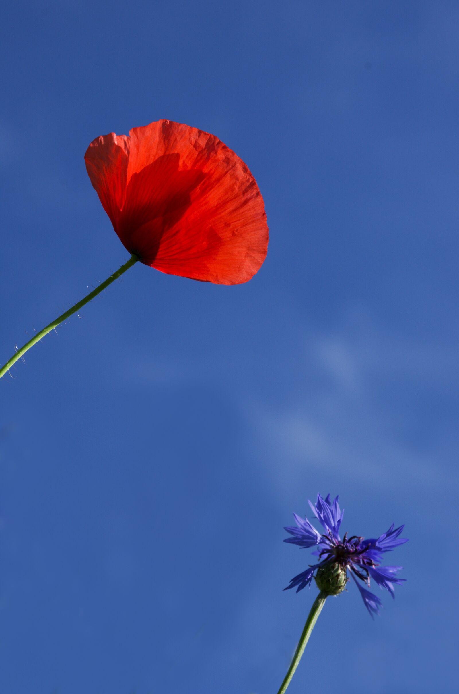 Pentax K-5 sample photo. Wolf, poppy, cornflower photography