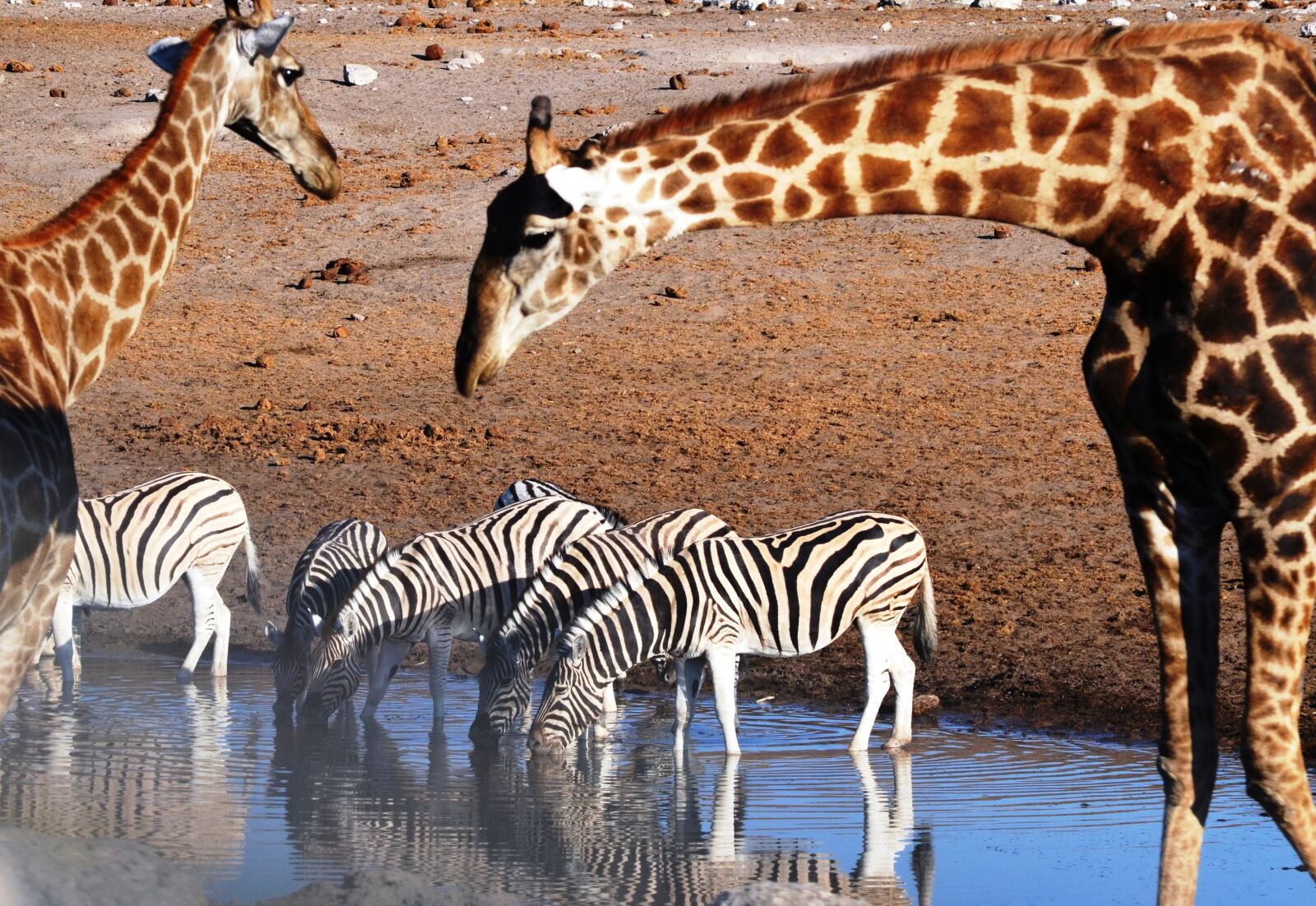 Nikon D5100 sample photo. Pond, nature, giraffe photography