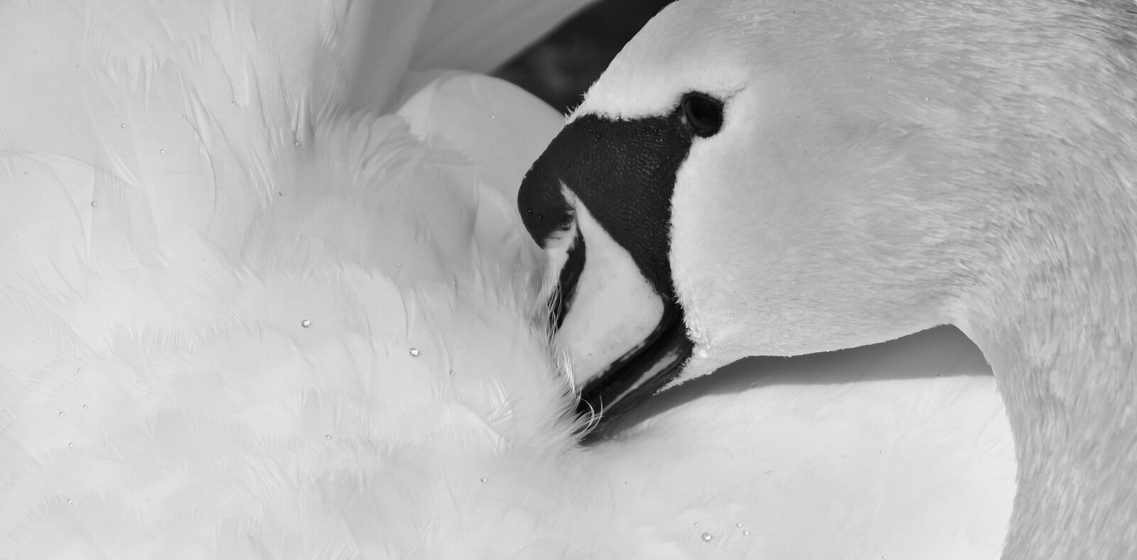 Nikon D7200 sample photo. Swan, feather, plumage photography