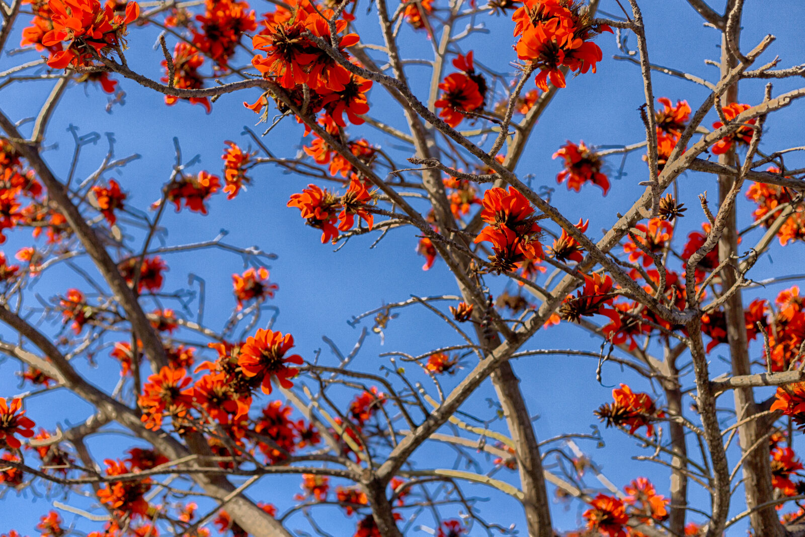 Canon EOS 6D + Canon EF 50mm F1.8 STM sample photo. Flowers, without, garden, spring photography