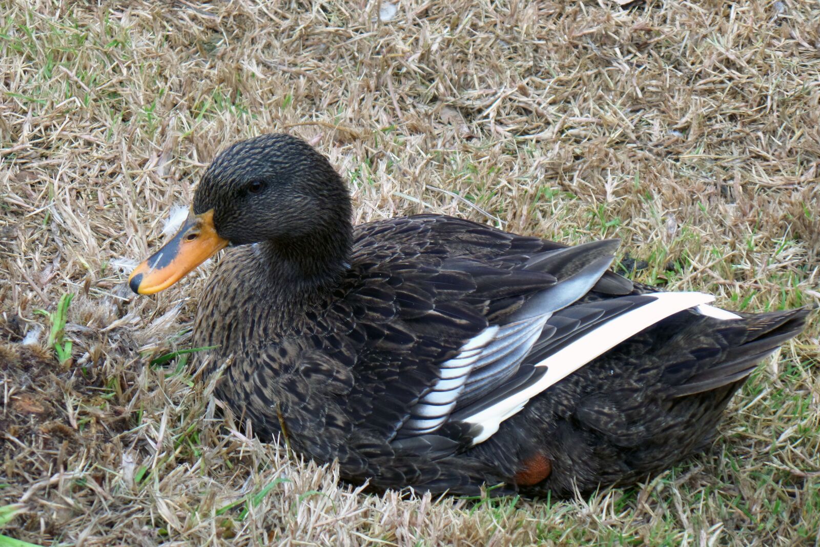 Samsung WB800F sample photo. Duck, ave, nature photography